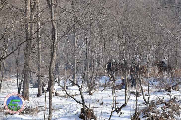 新版电视剧《林海雪原》“桥头大拼杀”场景剪影